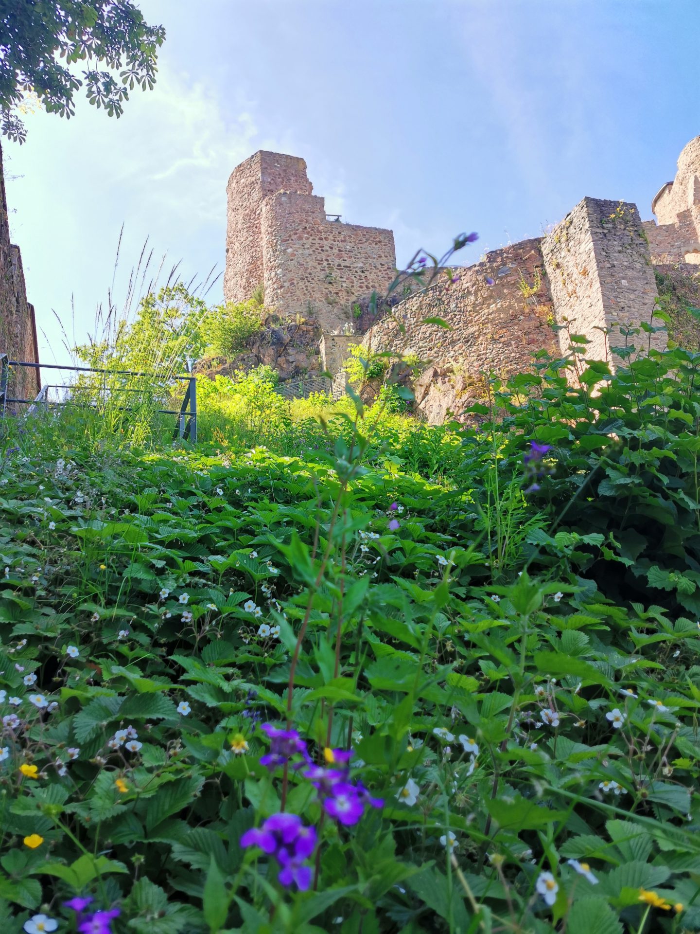 Burgruine von unten, eingerahmt von üppigem Grün und lila Frühlingsblumen